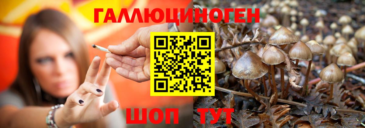 Псилоцибиновые грибы Psilocybe  Вход с VPN  Городец 